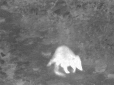 UTx210W Compact Economy Thermal Monocular